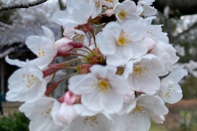 今年も桜の季節がやってきた